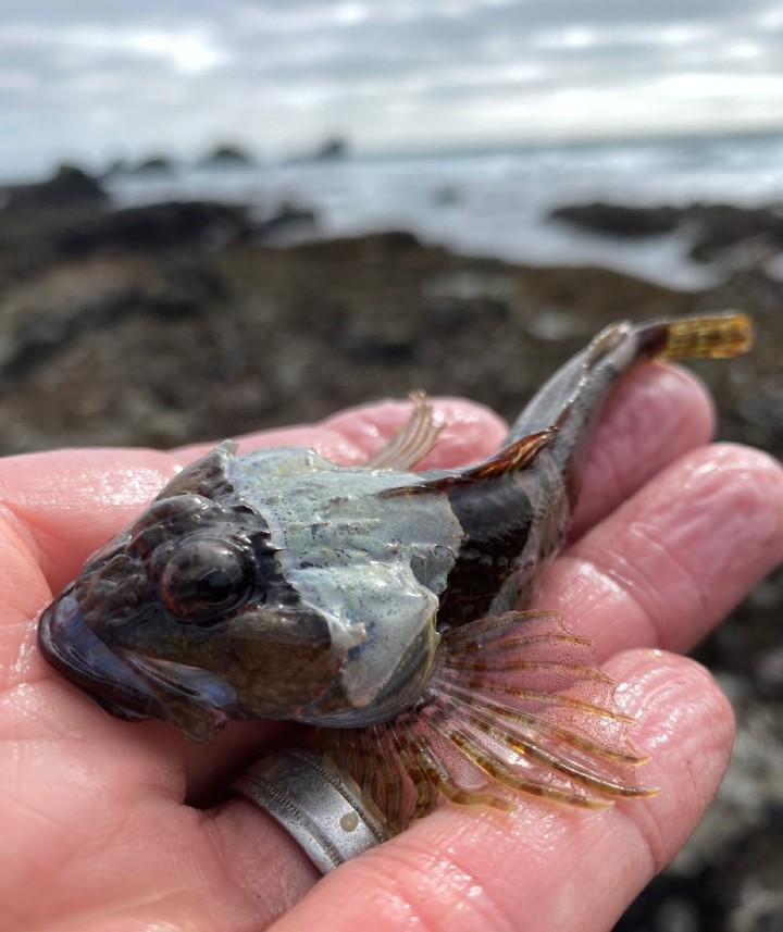 Padded Sculpin